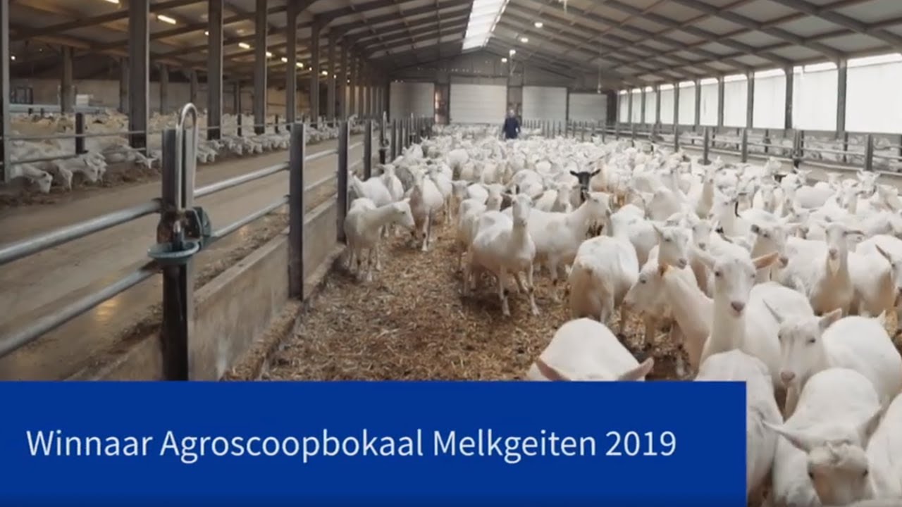 Agroscoopbokaalwinnaar Geiten 2019: Familie Bouwens