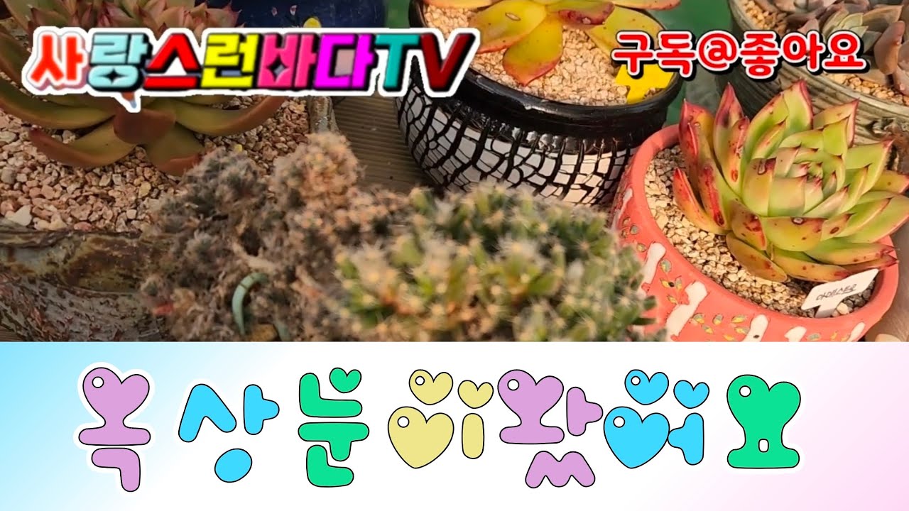 눈이왔어요#다육식물#다육이#succulent#多肉植物