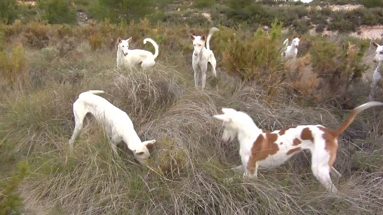 Podencos Ibicencos en accion,    Alborache 2012 (  Parte 3 ).mp4