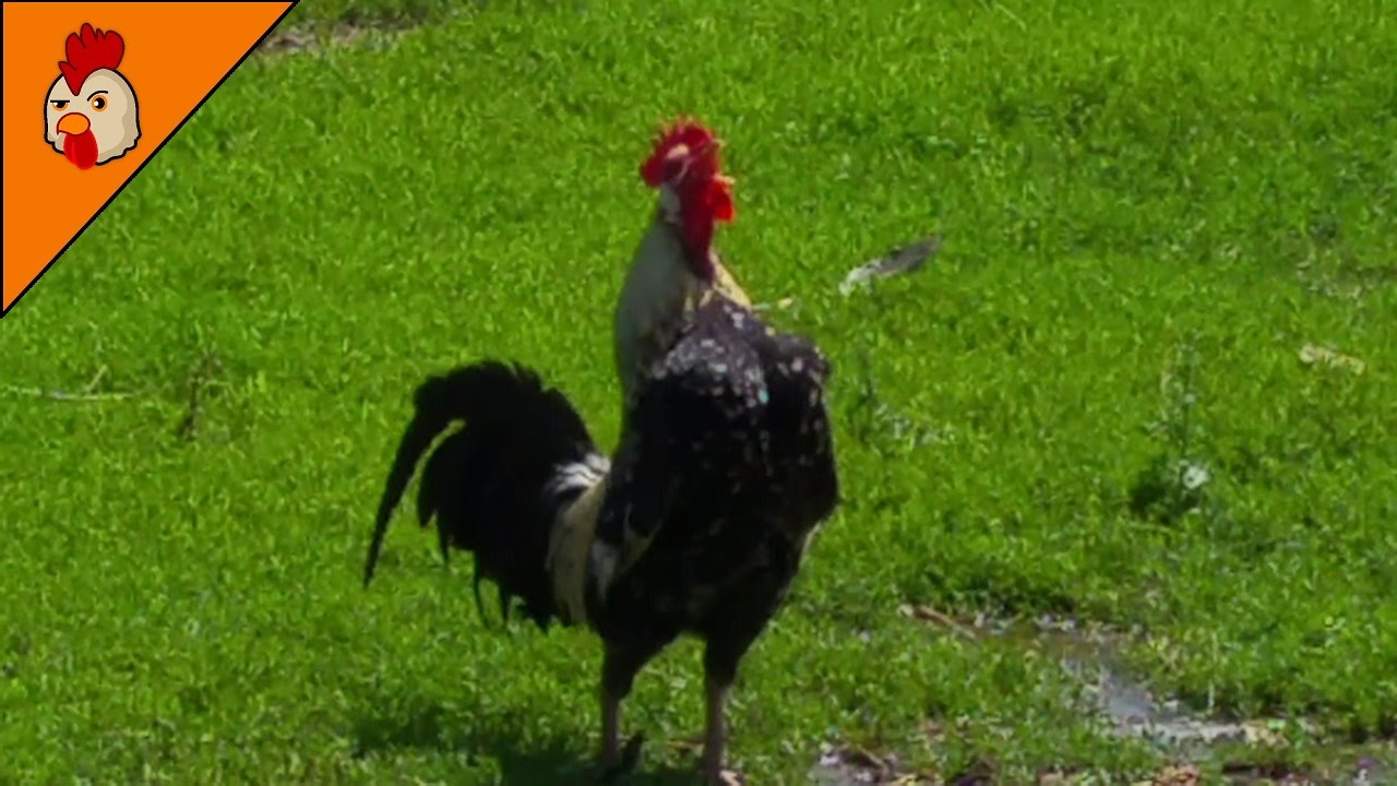 Rooster Crowing Compilation - Ten Different Roosters - Chicken Sound Effects Alarm
