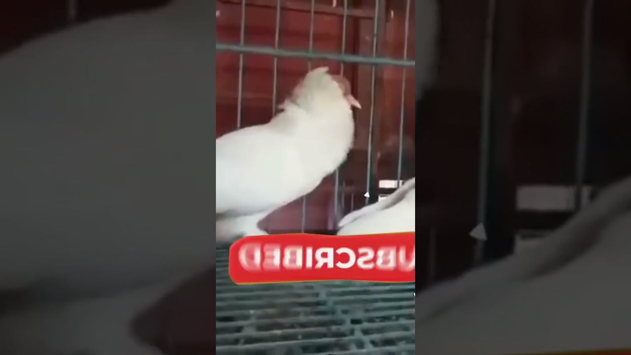 Fancy pigeon farming business Kesa Hai kabutar palan business Kesa Hai #kabutar #pigeon