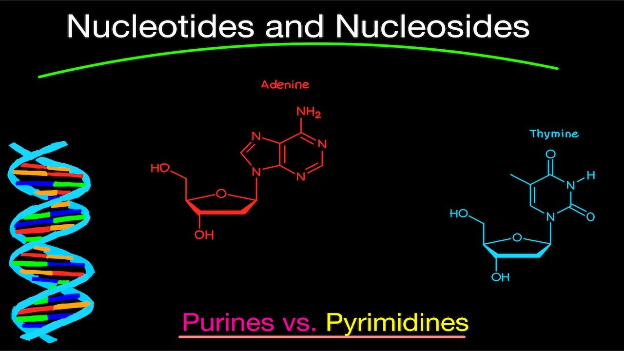 Intro to Nucleotides and How to Draw Them Easily!