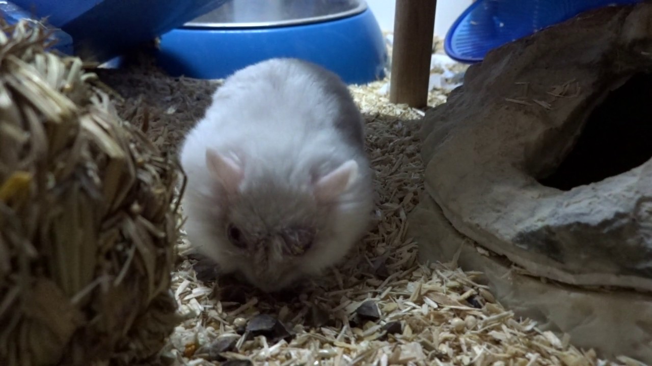 PIIBZ FUTTERSUCHE