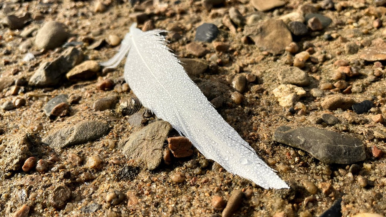 Arrowhead Hunting: Feather In My Cap (2025)