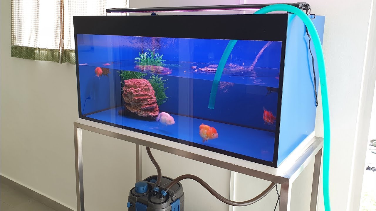 LIOW VIDEO: Cleaning my goldfish tank and filters 清洗金鱼缸和过滤器