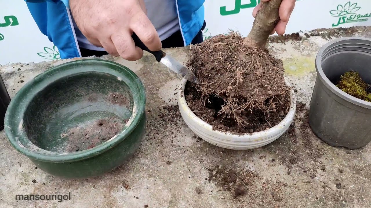 Making Ligustrum vulgare bonsai