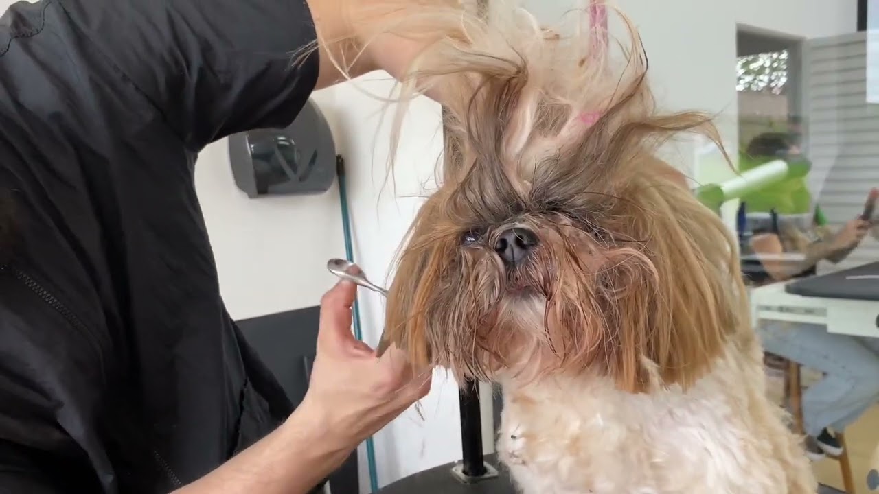 COMO FAZER BANHO E TOSA COMPLETA EM SHIHTZU | AULA 1 | CURSO DE BANHO E TOSA GRATUITO