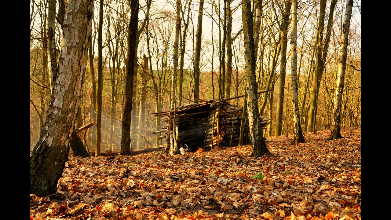 Bushcraft - budowa brzozowego szałasu bez narzędzi | Ognisko i herbata z igieł sosny