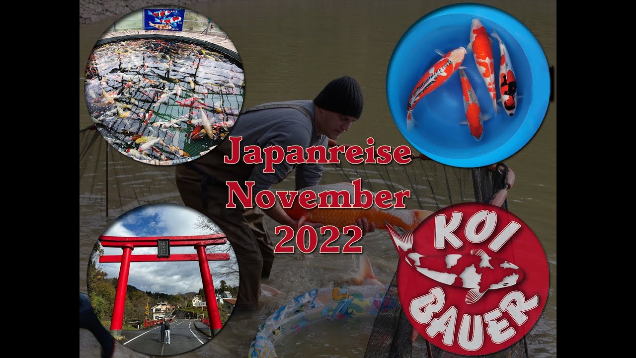 Reisebericht und Koi-Kauf in Japan | November 2022 | Koi Bauer