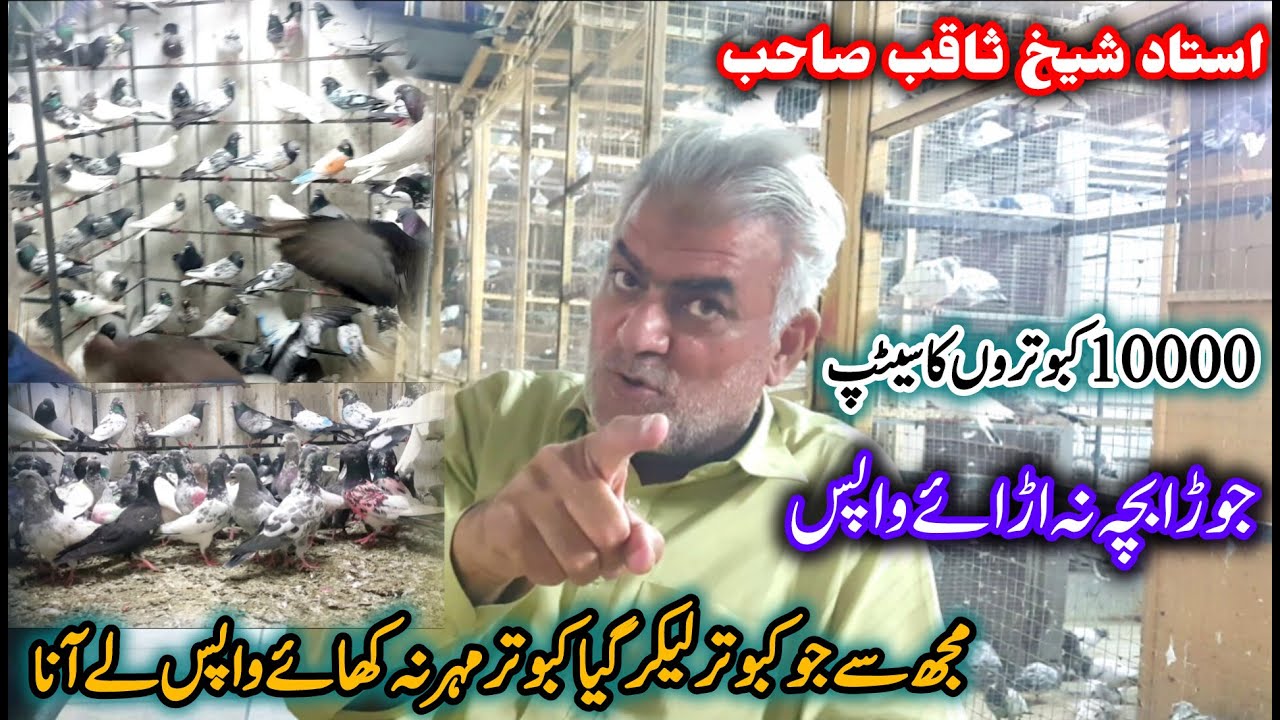 10000 Kabootaru Setup Kamal Kabootar || Sheikh Saqib || 0333-5754-567