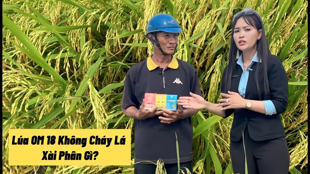Bí Quyết 12 hecta Tại An Giang - Lúa OM 18 Không Cháy Lá Xài Phân Gì?