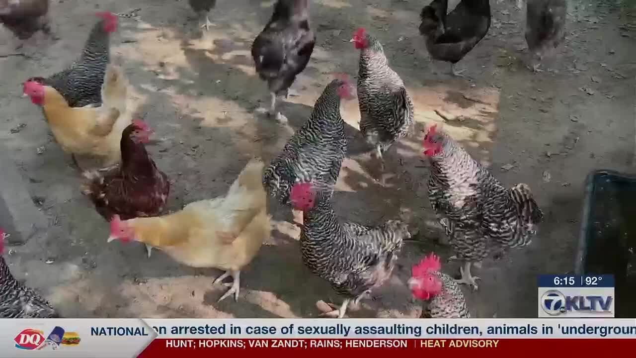 &lsquo;Be aware&rsquo;: A&M AgriLife expert discusses snake threat around chicken coops