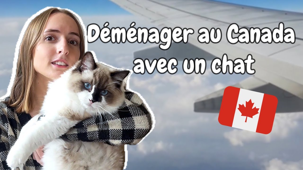 Prendre l’avion avec son chat 🍁 (Billets, Caisse de transport, Budget, Procédures)