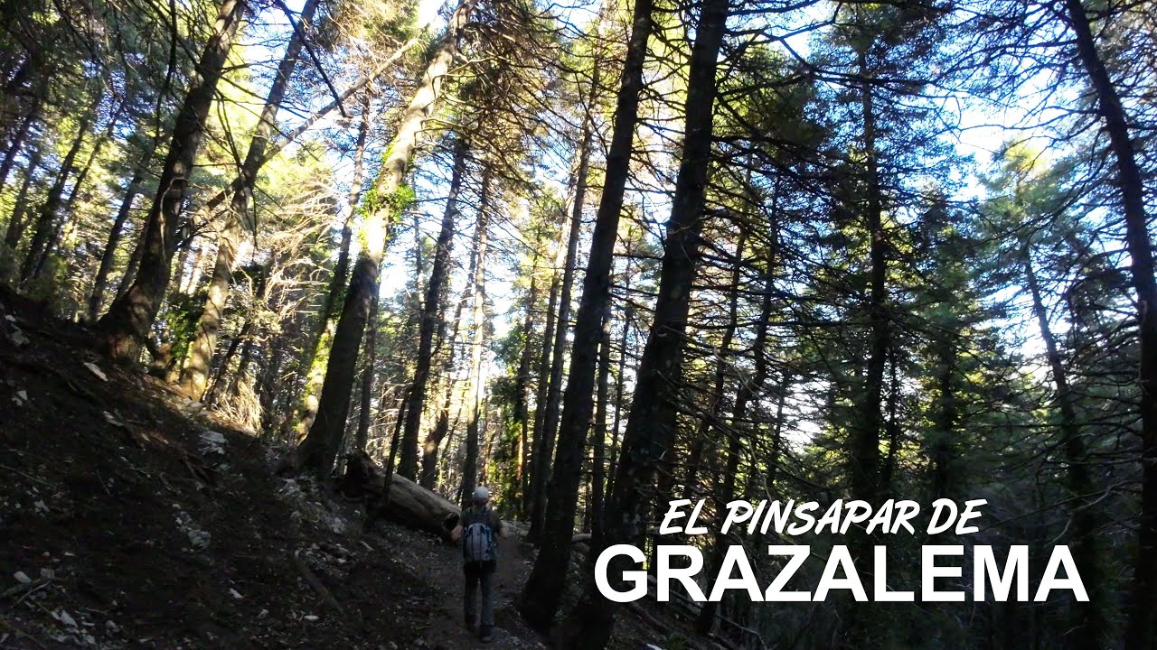 El Pinsapar de Grazalema