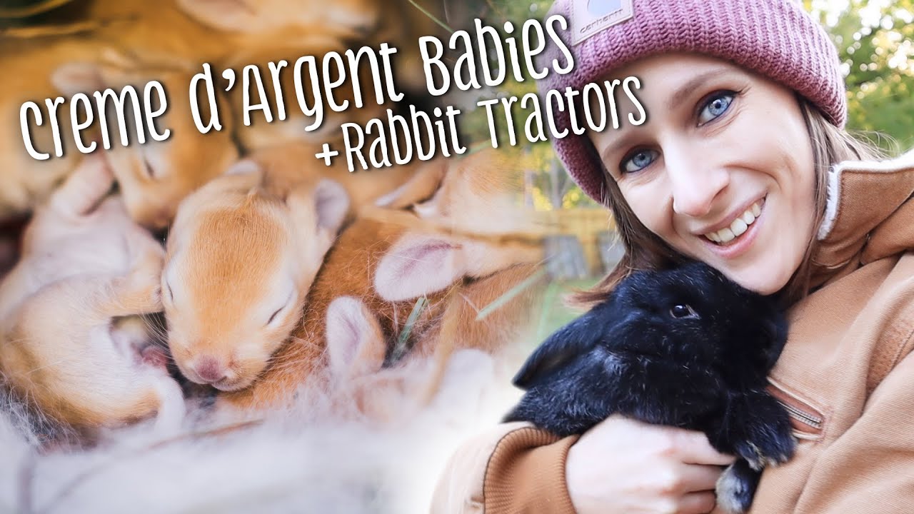 Creme d'Argent babies, rabbit tractors, & winterizing