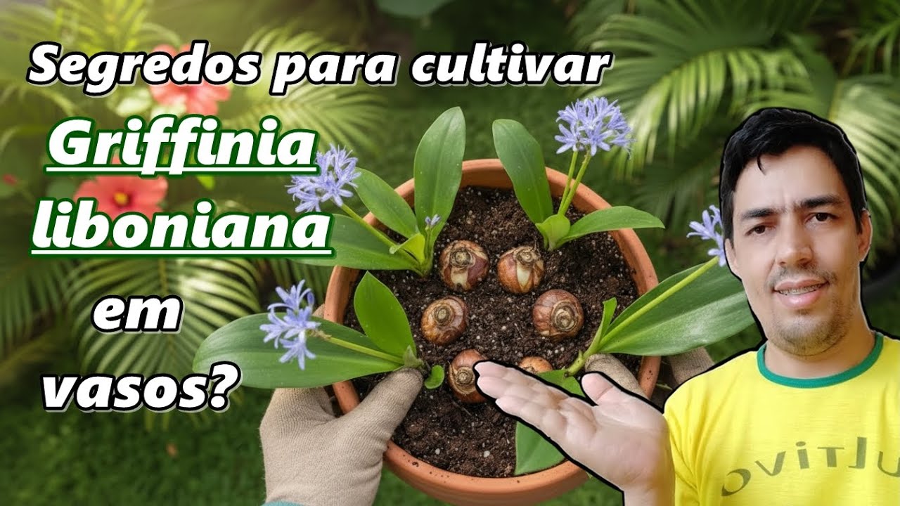 Como cultivar e fazer mudas da Griffinia liboniana?