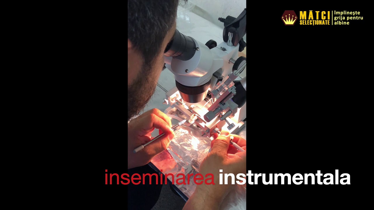 Inseminarea instrumentala la matci.