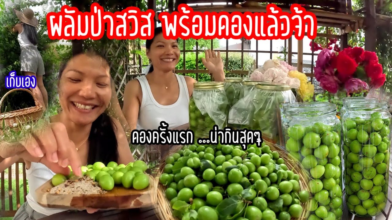 Ep472 ฤดูกาลนี้ต้องห้ามพลาด มาเก็บลูกพลัมป่าไปดอง อยู่มาตั้งนาน พึ่งจะลองทำครั้งแรก จะเป็นยังไง