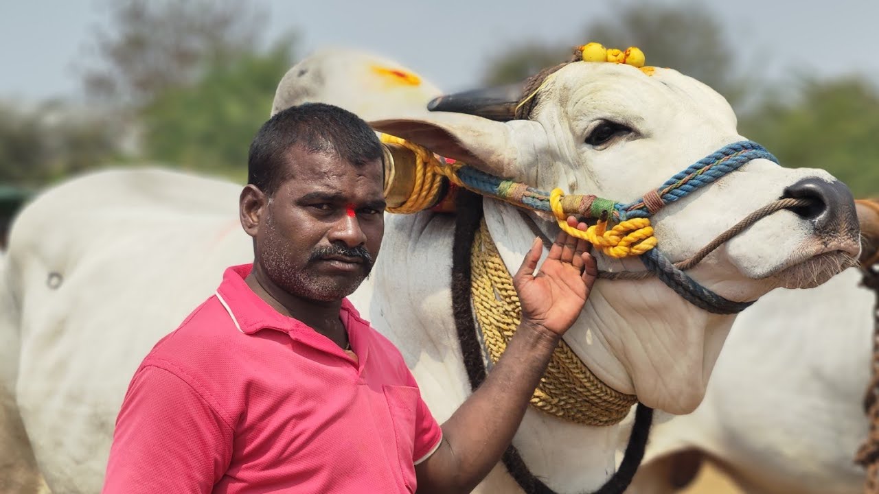 దొండపాడు శివాలయం యర్రగుంట్ల టౌన్ కడప జిల్లా లో న్యూ కేటగిరీ  3వ జత KCOR BULL'S 💥💥