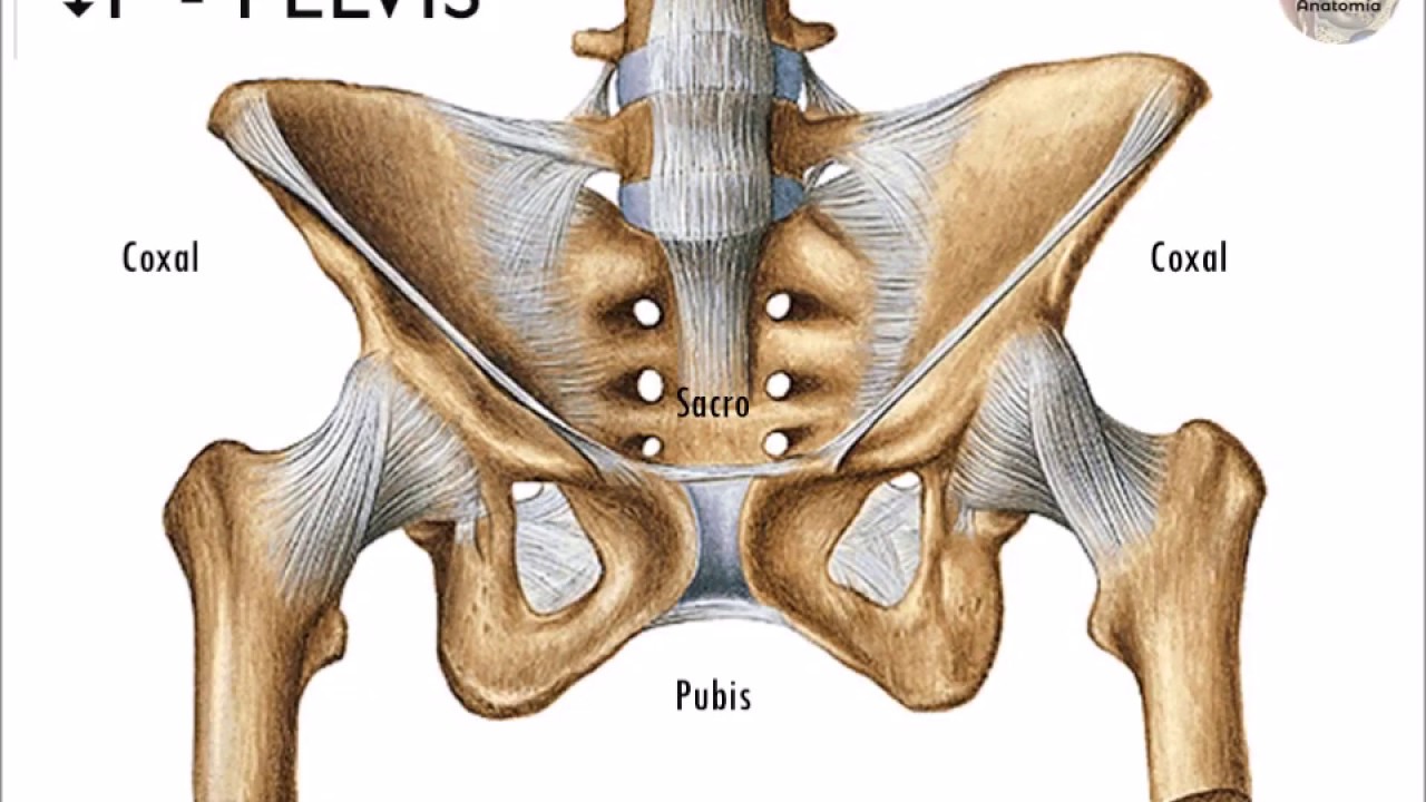 L3.2 | Pelvis y pelvimetría | Anatomía 2 | FMed UBA