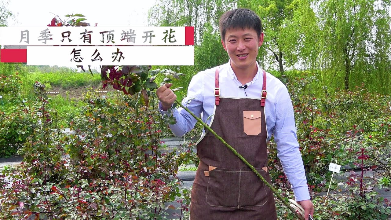 月季只有顶端开花怎么办？尤其是大型藤本月季，天狼教你这样处理