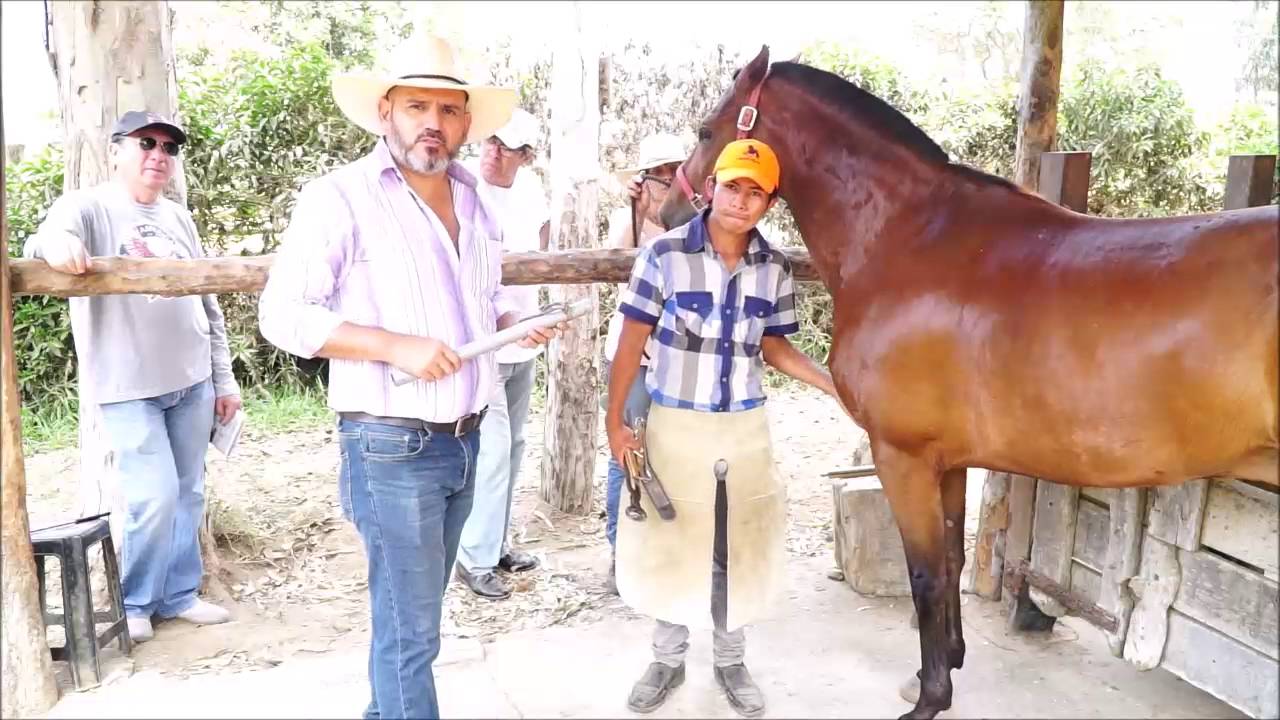 Como recortar los cascos de un caballo - PASO A PASO en HD
