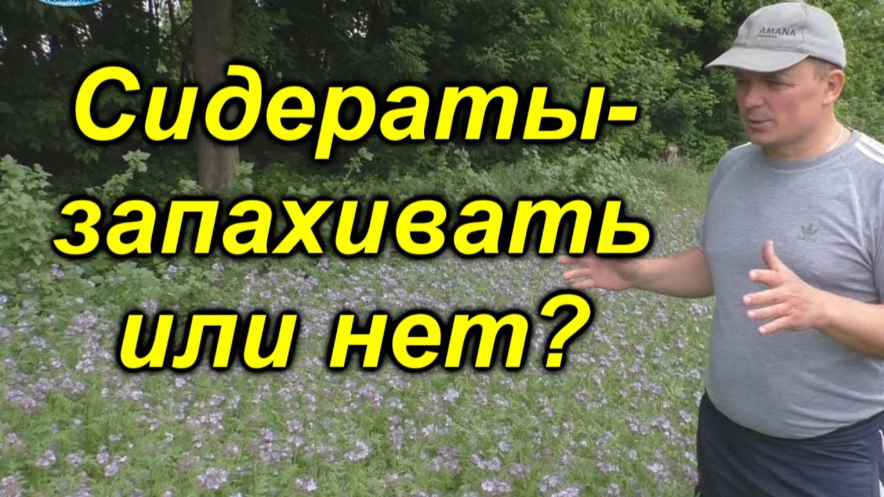Сидераты весной - как повысить плодородие почвы. [Запахивать или нет?]