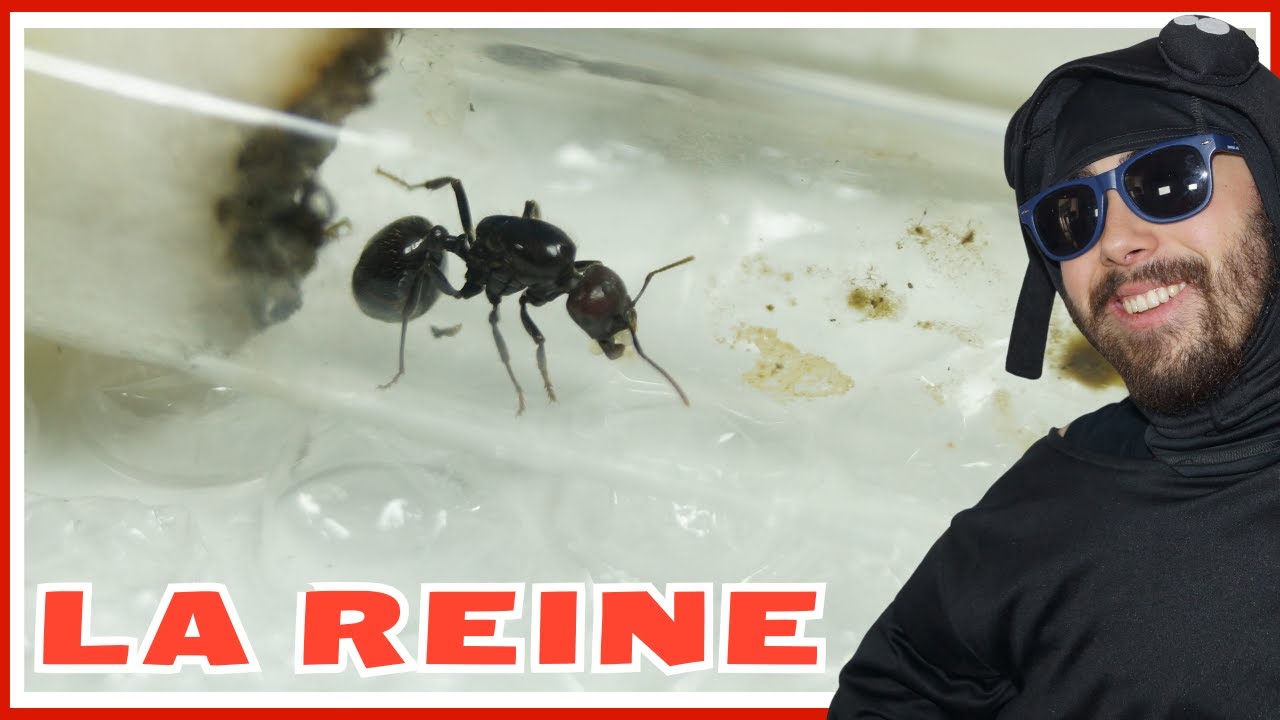 Guide fourmi Messor barbarus : la reine (épisode 1)
