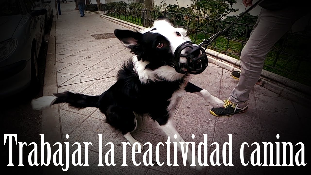 Reactividad canina en la práctica - parte 1