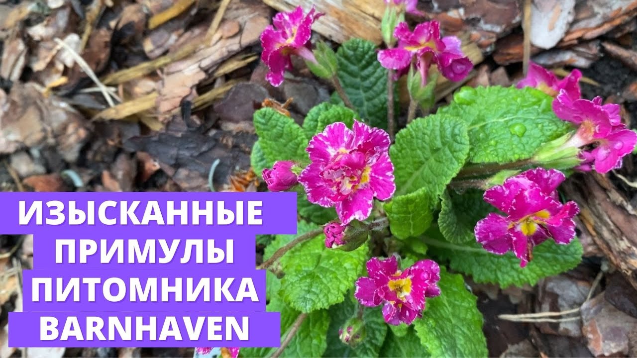 Примулы питомника Барнхавен (Barnhaven)