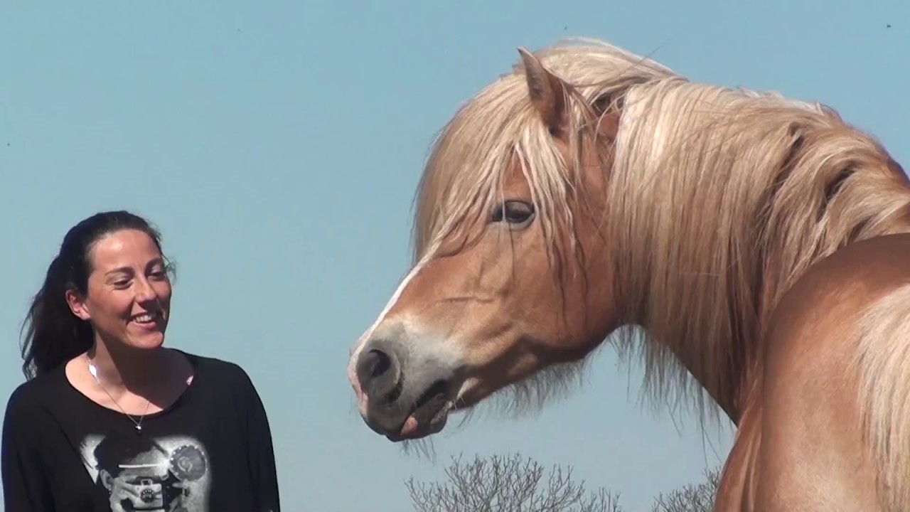 Etalon haflinger Penn - jeux en liberté sans stick