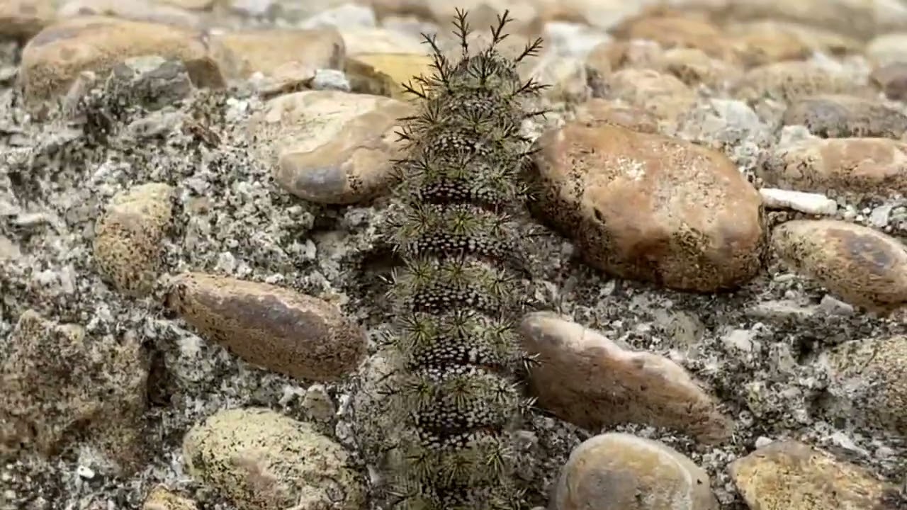 Caterpillar Close-Up