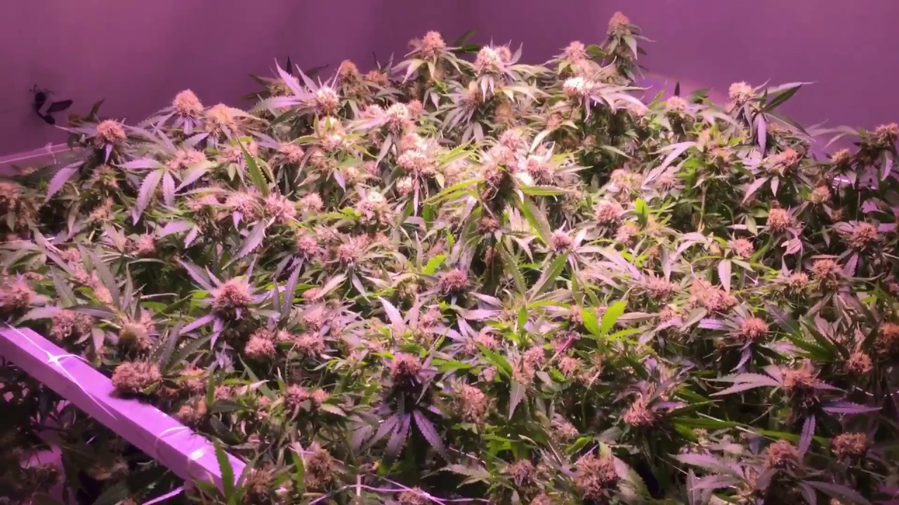 COB LED Grow end of week 6 of flower