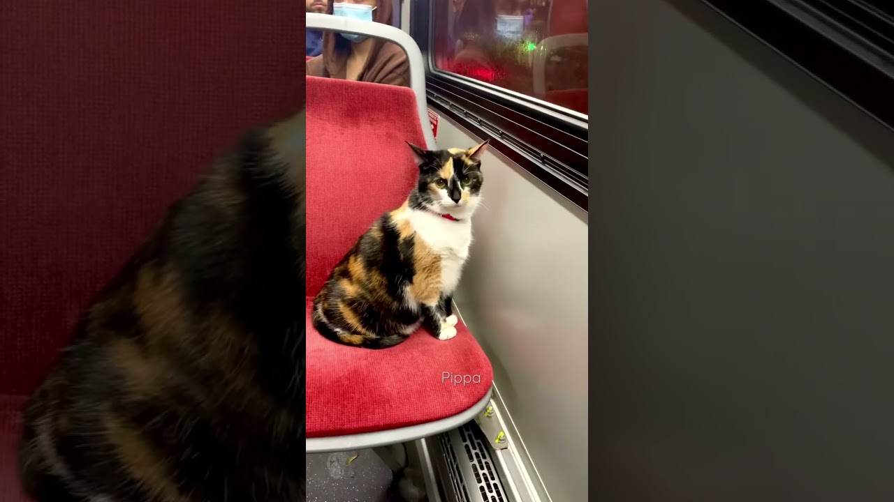TTC bus ride🐈😝😸