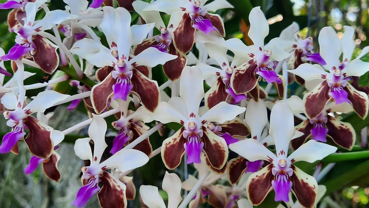 Orchid garden February blooms. 2024 @orchidnewbee8786
