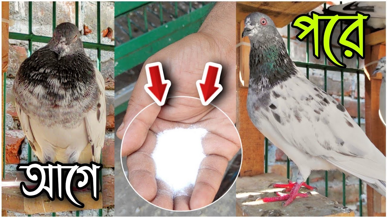 কবুতরের এনার্জি পাওডার।