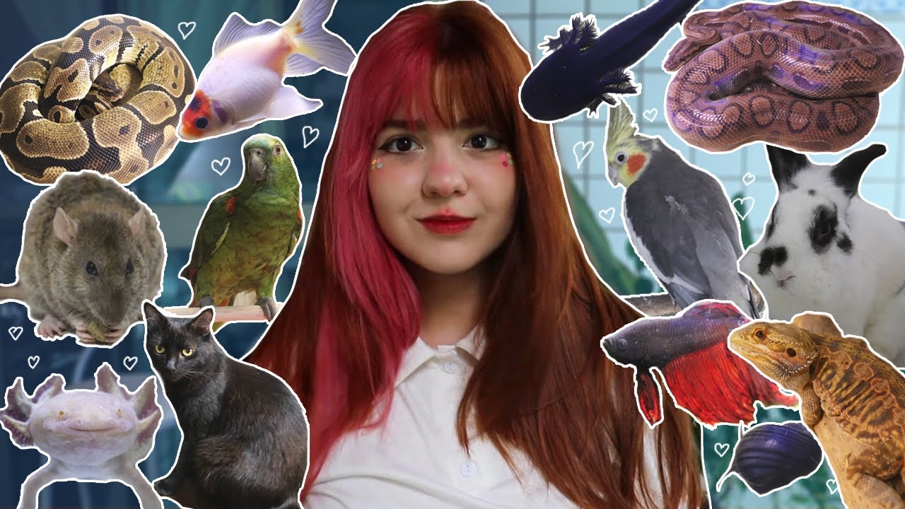 TODOS OS MEUS ANIMAIS EM UM VÍDEO (+80) *meu zoo* - Uni