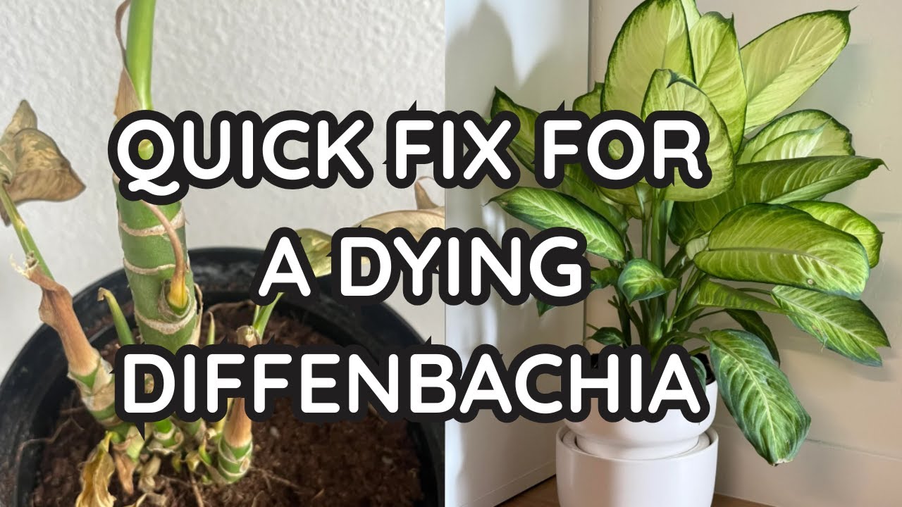 DON’T TOSS YOUR DYING DIEFFENBACHIA BEFORE YOU DO THIS