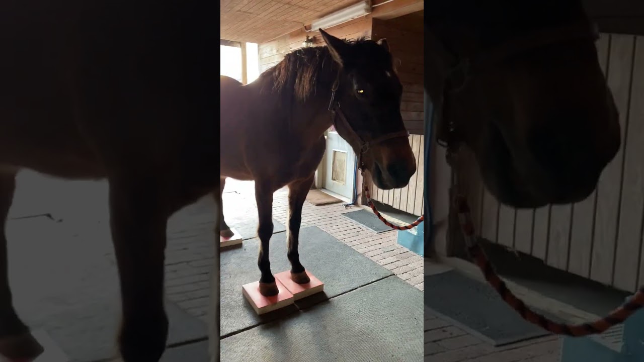 Laminitis horse finds relief, Yawning, licking, and chewing with SURE FOOT Equine Pads