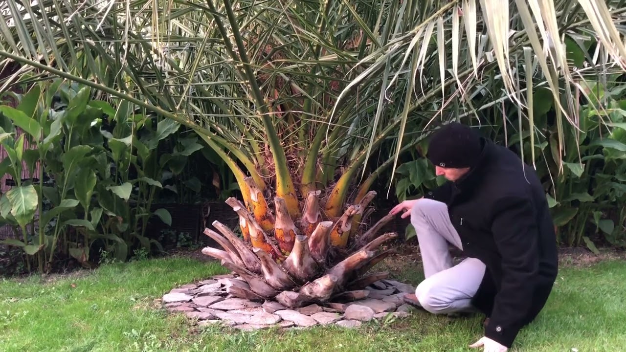 Phoenix canariensis: przed 10. zimą