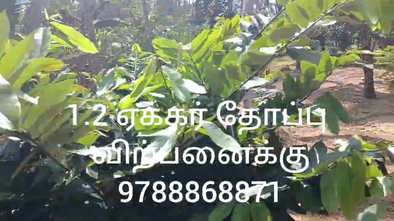 புதுக்கடை தேங்காய்பட்டணம் மெயின் ரோடு பைங்குளத்தில்1.2 ஏக்கர் தோப்பு விற்பனைக்கு 