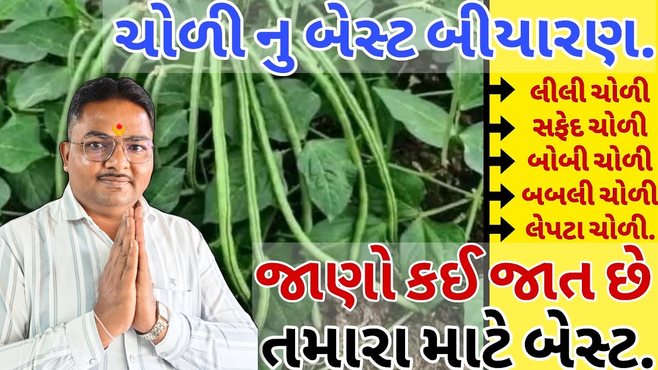 ચોળી | ચોળી નુ બીયારણ #kheti #agriculture #farming