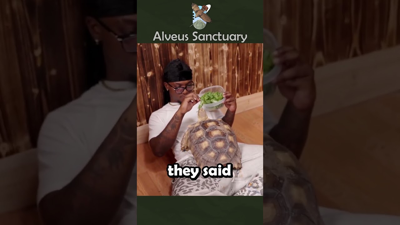 Rage and Push Pop became best friends 🥹 #alveussanctuary #yourrage #mayahiga #tortoise #turtle
