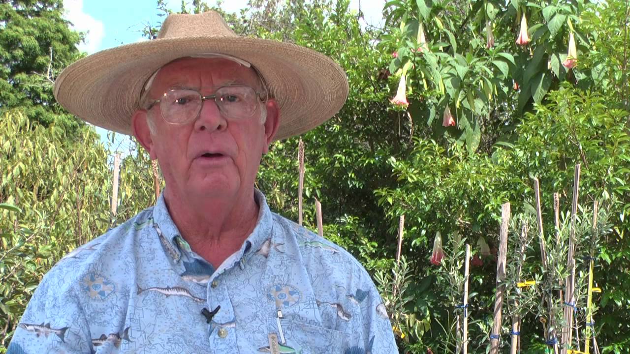How to Grow Nectarine Trees