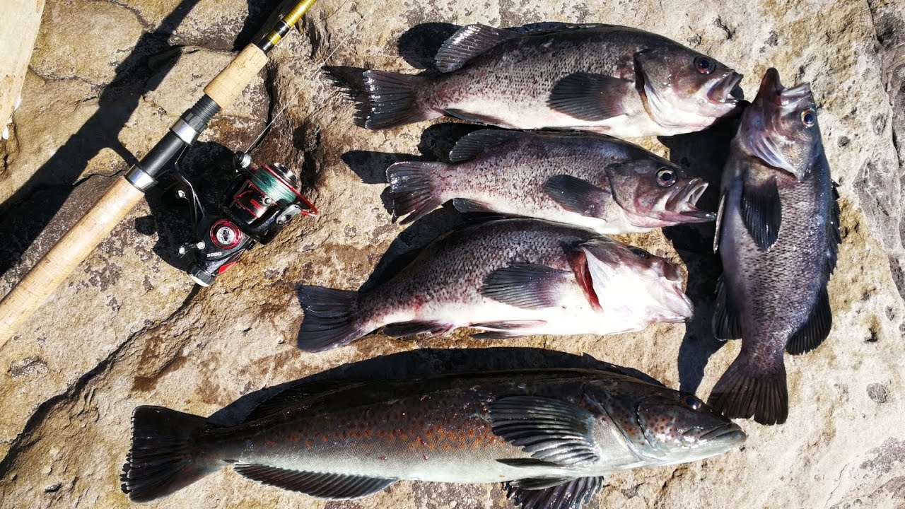 Jetty Fishing 10/01/2022 | How to Fish for Black Rockfish and Lingcod from The Jetty in WA State