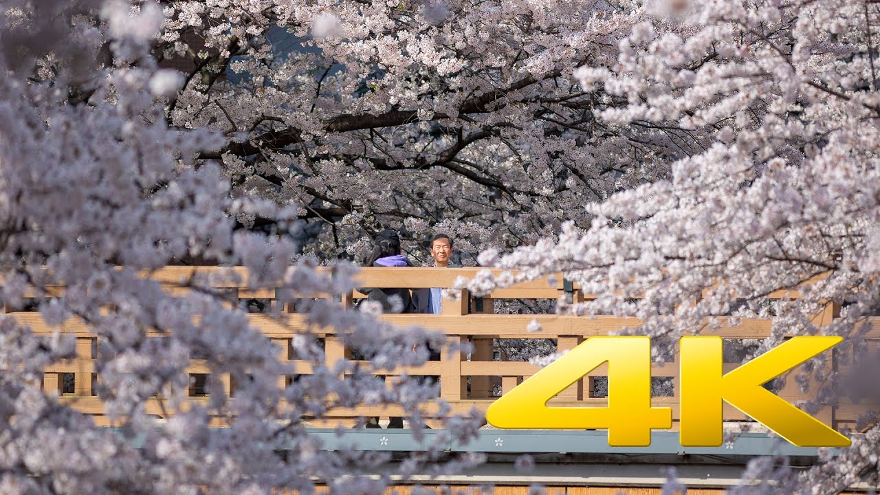 Tokyo Best Sakura Spot : Shakujii Kawa - 石神井川 - 4K Ultra HD