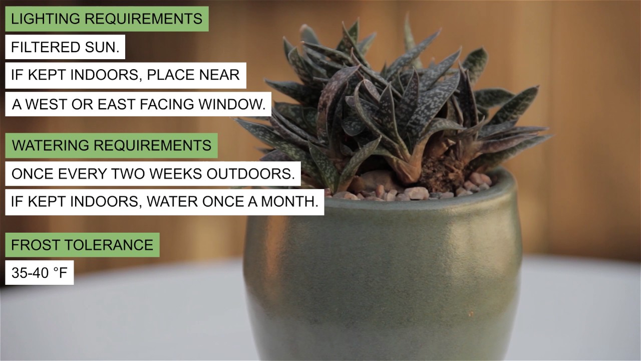 Gasteria  liliputana