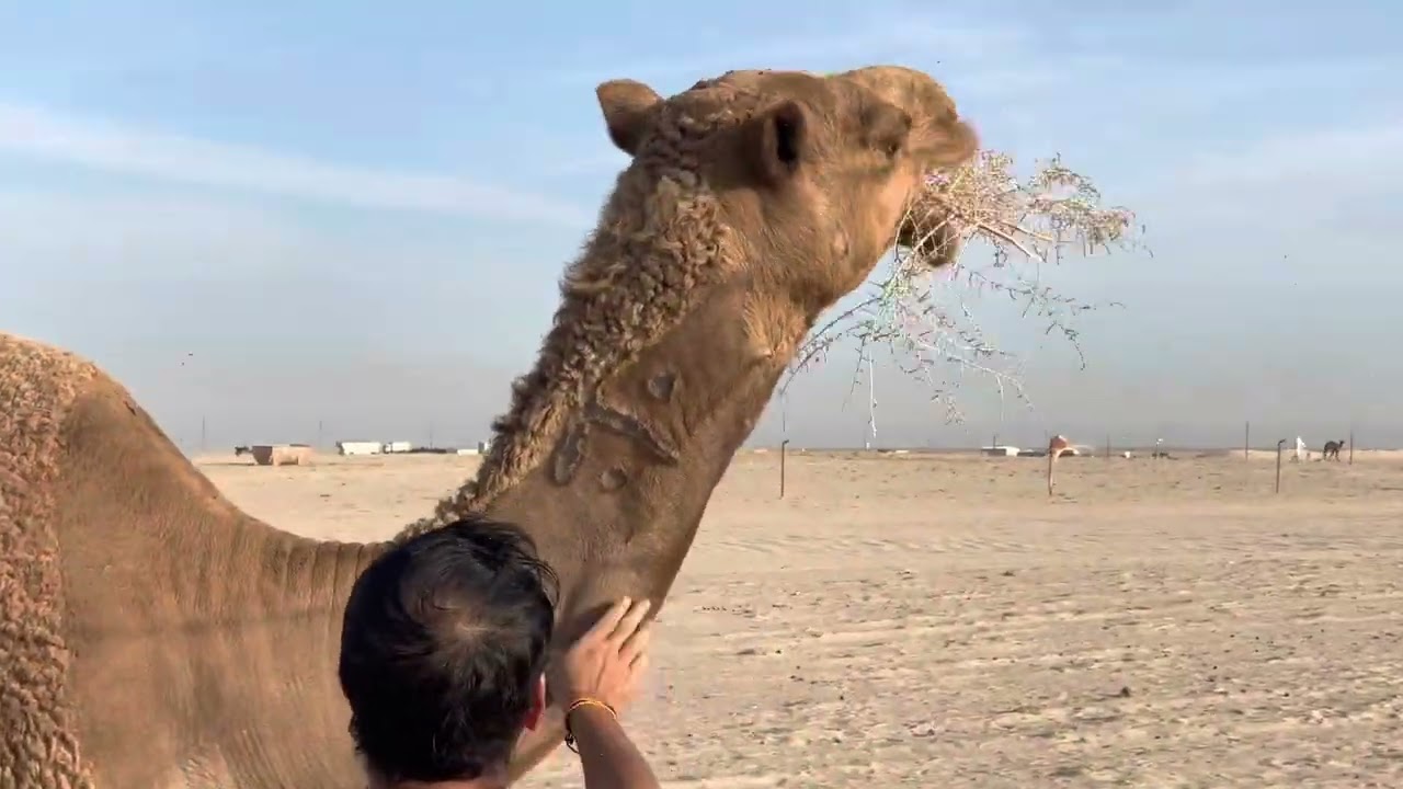 #camelsofdesert