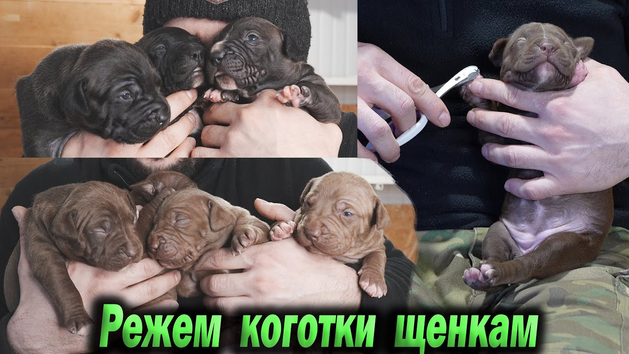 Бронь на щенков питбуля открыта !!!  Режем коготки щенкам питбуля / Я снова влюбился...