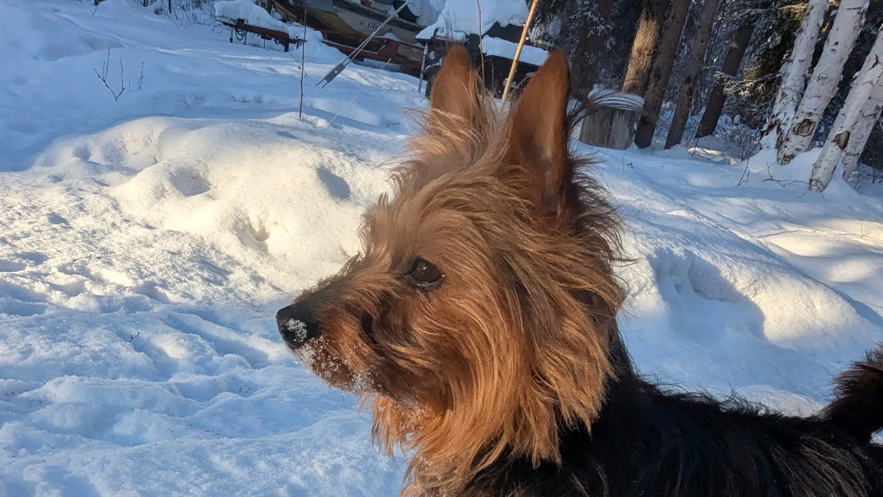Charlie Loves Livestream Time